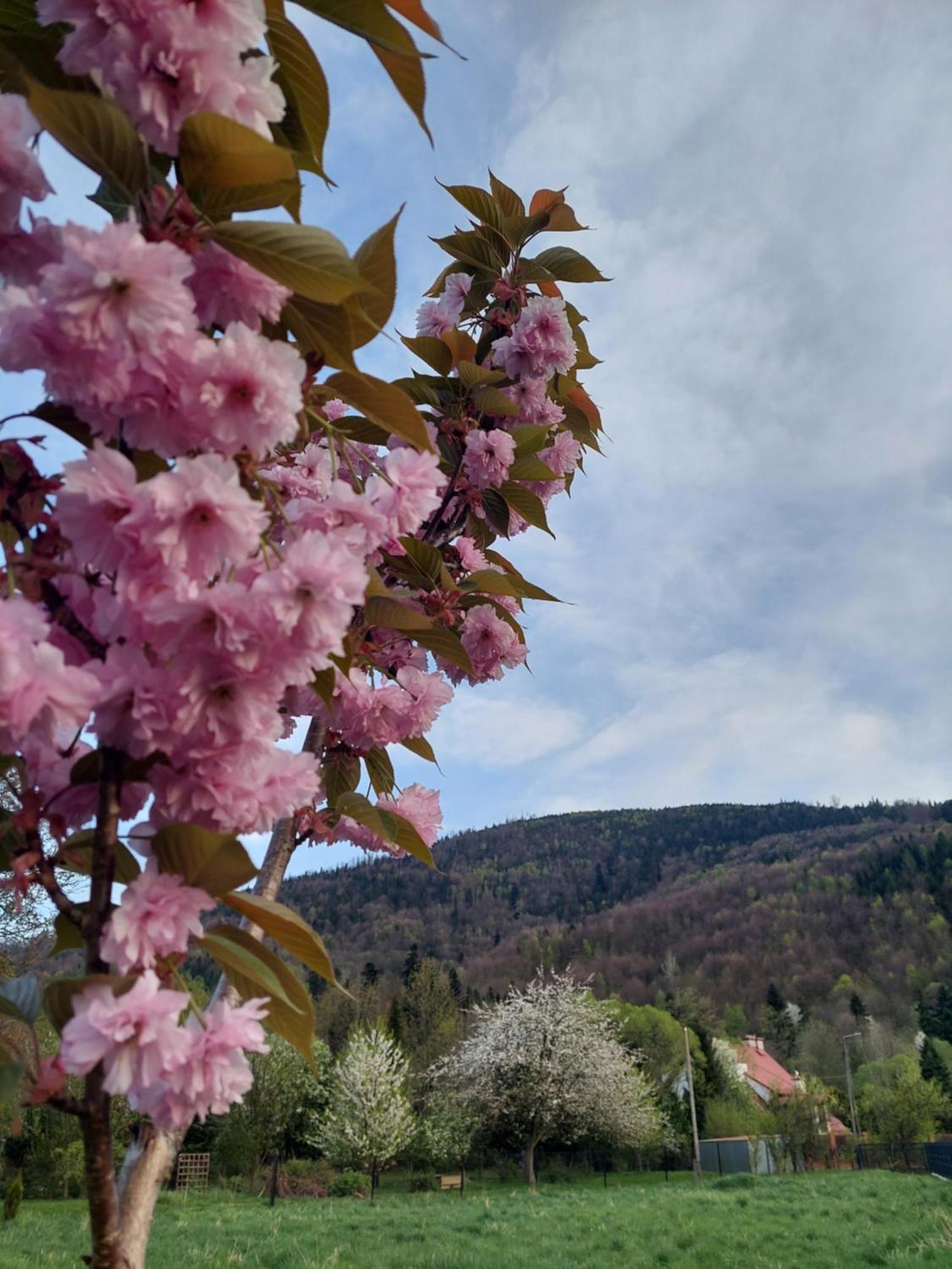 Apartamenty Brenna Klimorowka Dış mekan fotoğraf